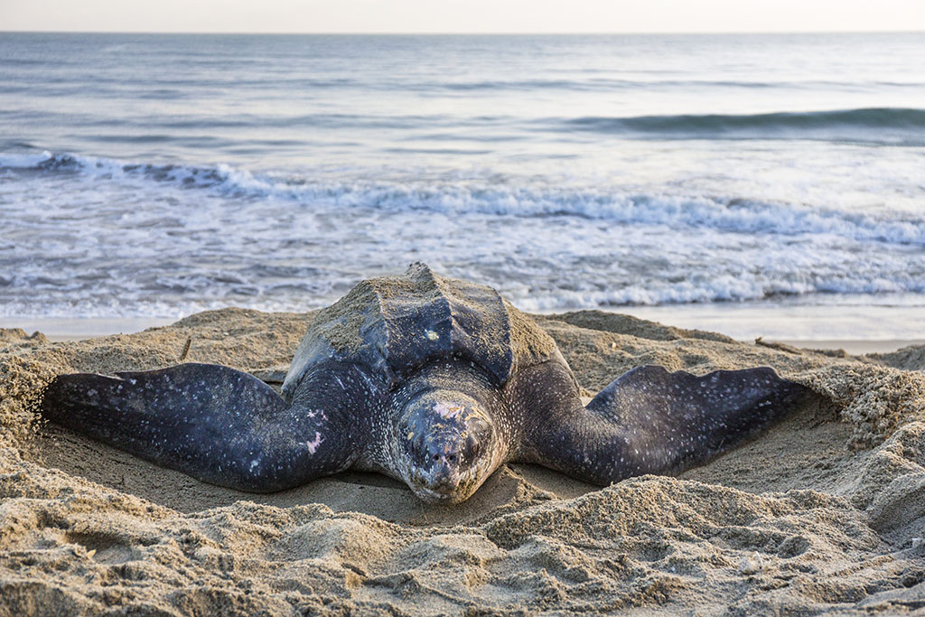 SEA TURTLE