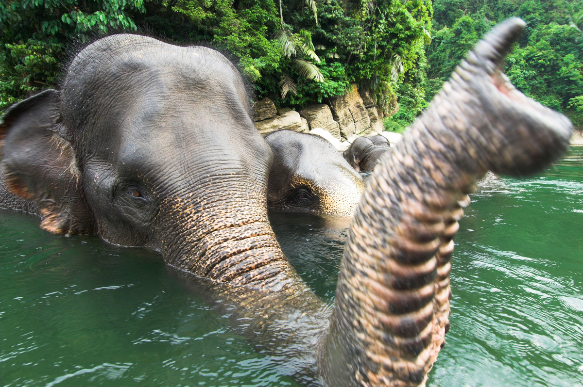 GAJAH