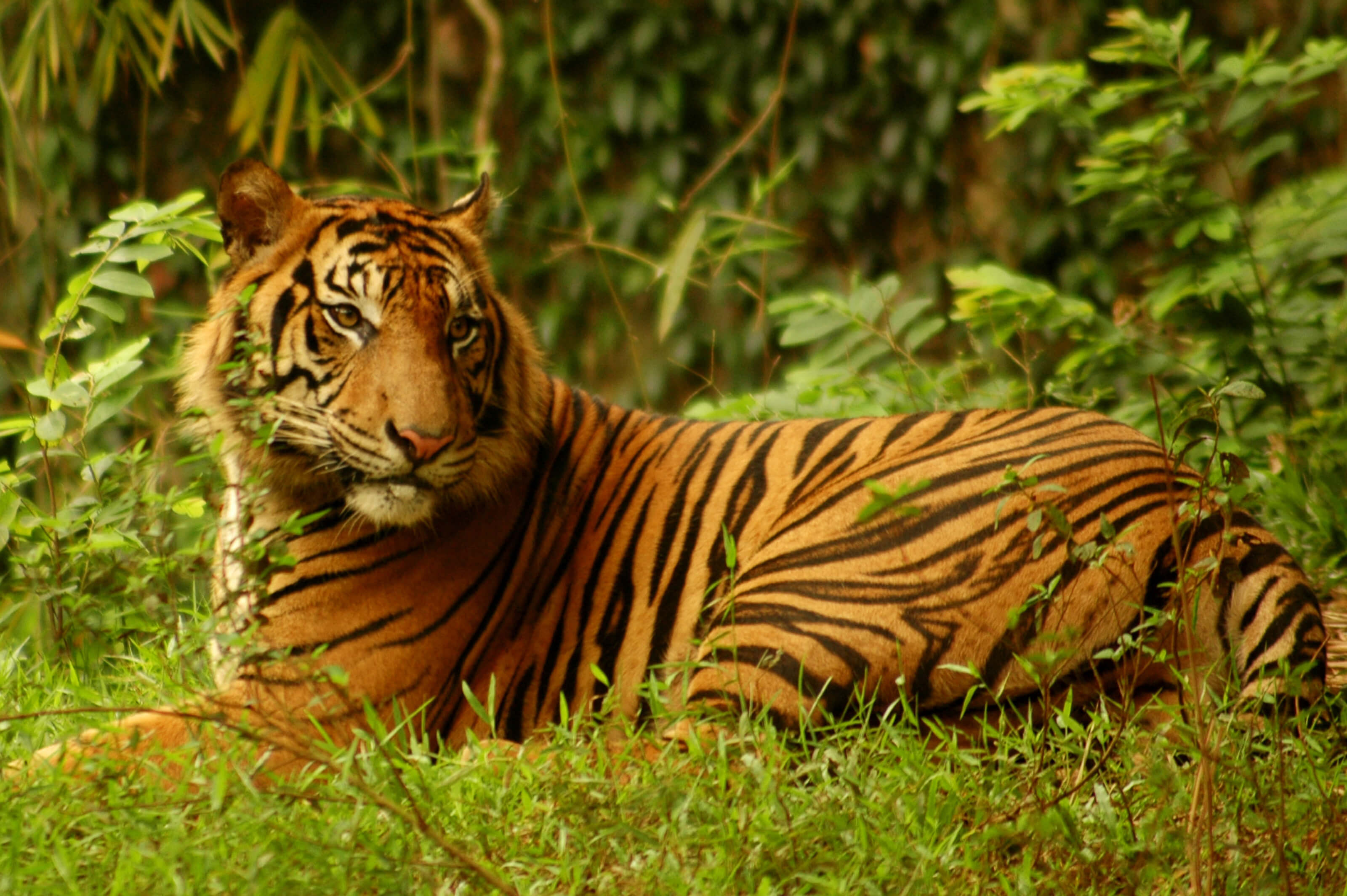 SUMATRAN TIGER