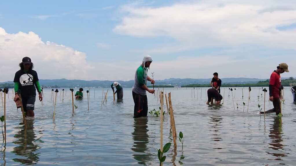 REHABILITASI MANGROVE