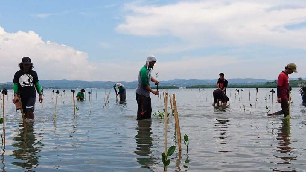1800 MANGROVE