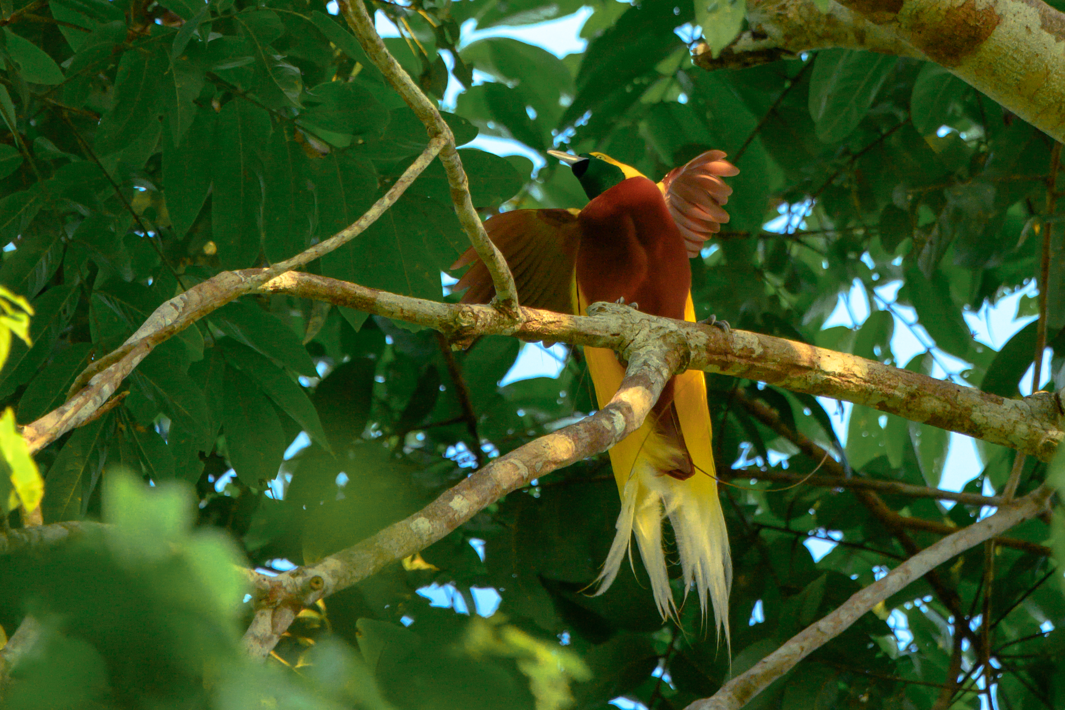 Burung Cenderawasih