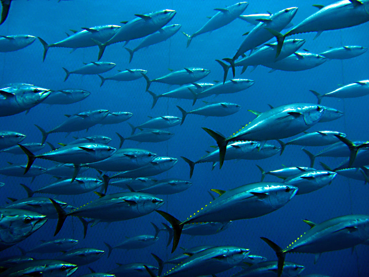 Group of giant tuna