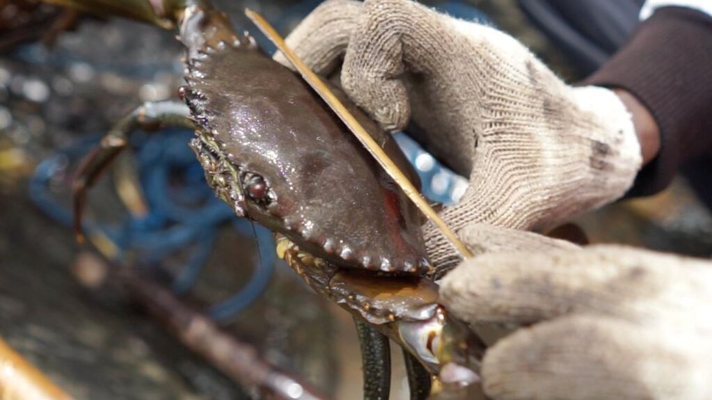 Kepiting 