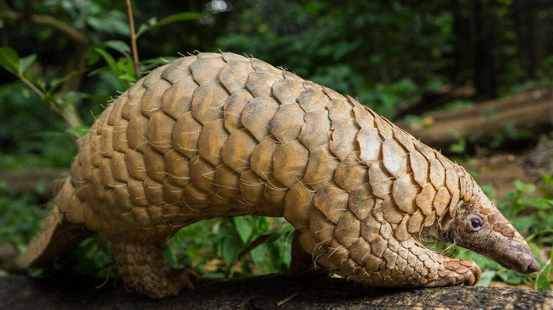 SUNDA PANGOLIN