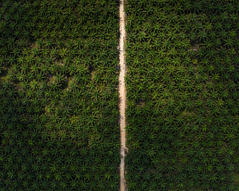 Kebun sawit di Kalimantan Tengah