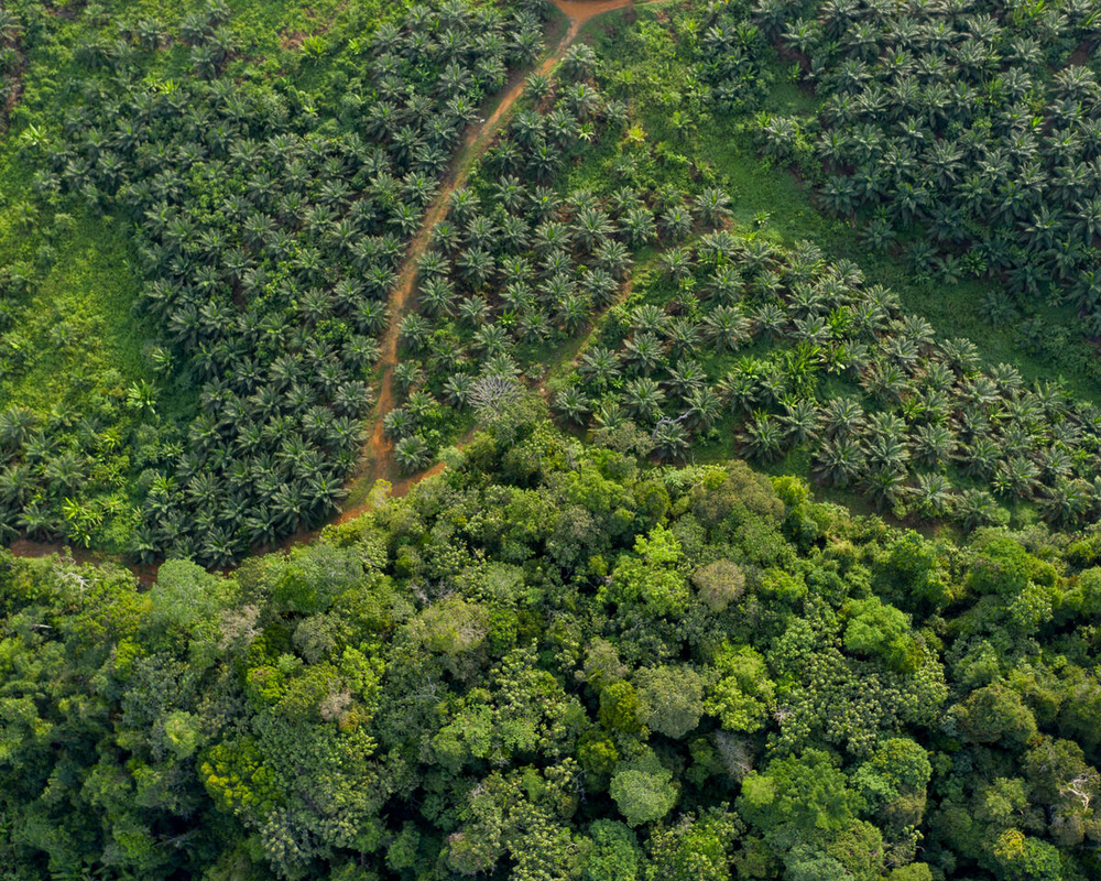 Pemandangan udara dari batas antara perkebunan kelapa sawit dan hutan. Mengunjungi perkebunan kelapa sawit yang luas di Kalimantan Tengah.