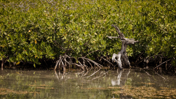 MANGROVE