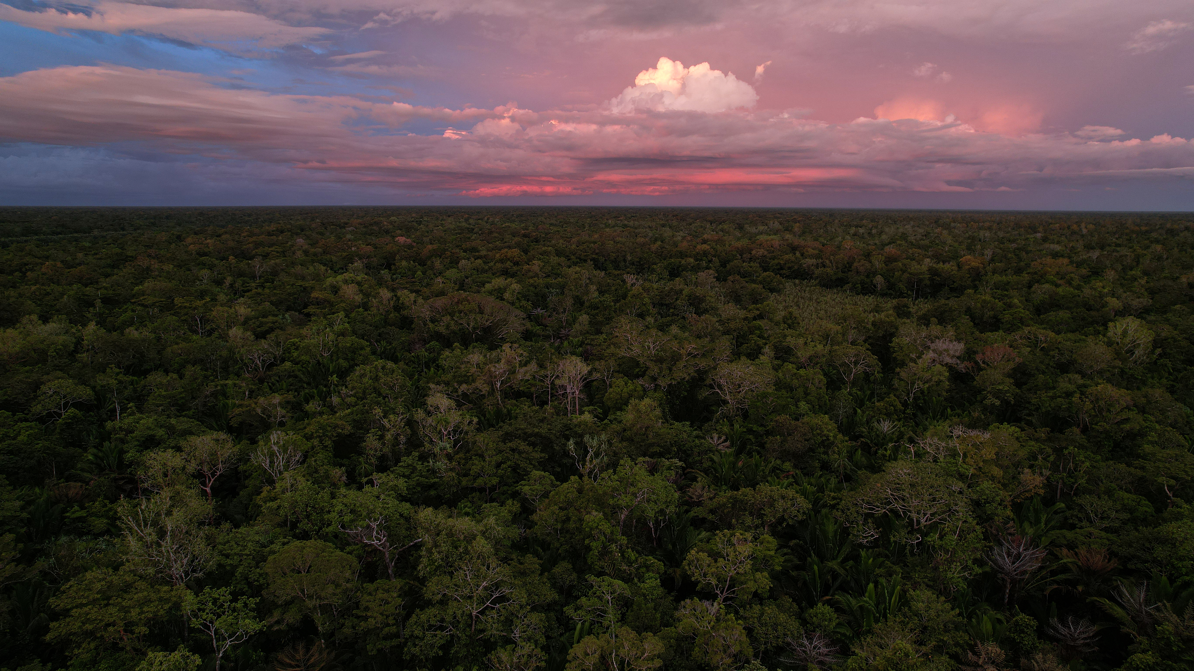 © WWF-Indonesia / Yunaidi Joepoet