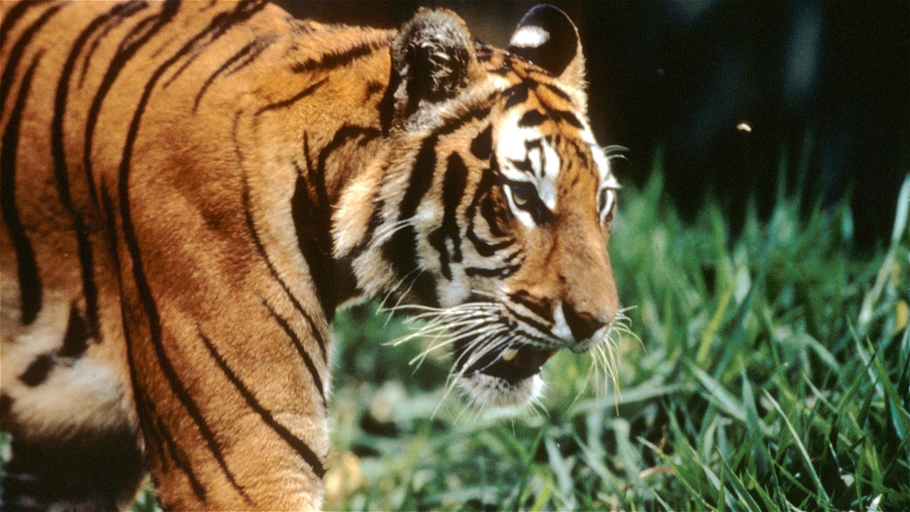 Howard Buffett / WWF-US