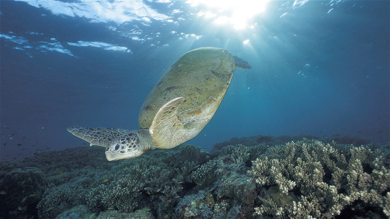 © Jürgen Freund / WWF