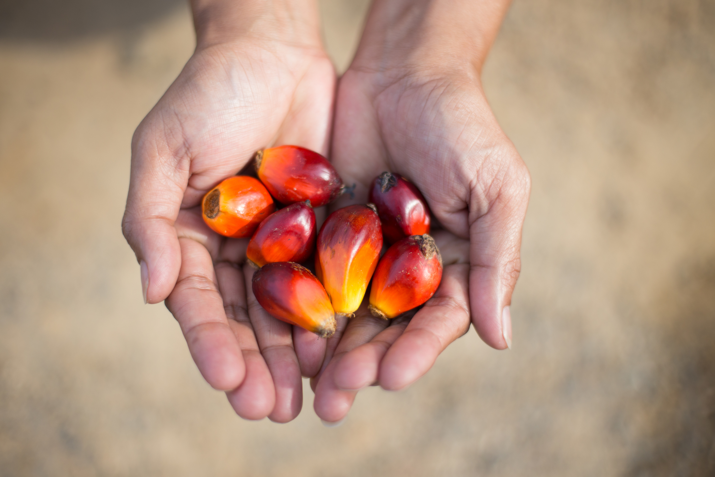 PALM OIL