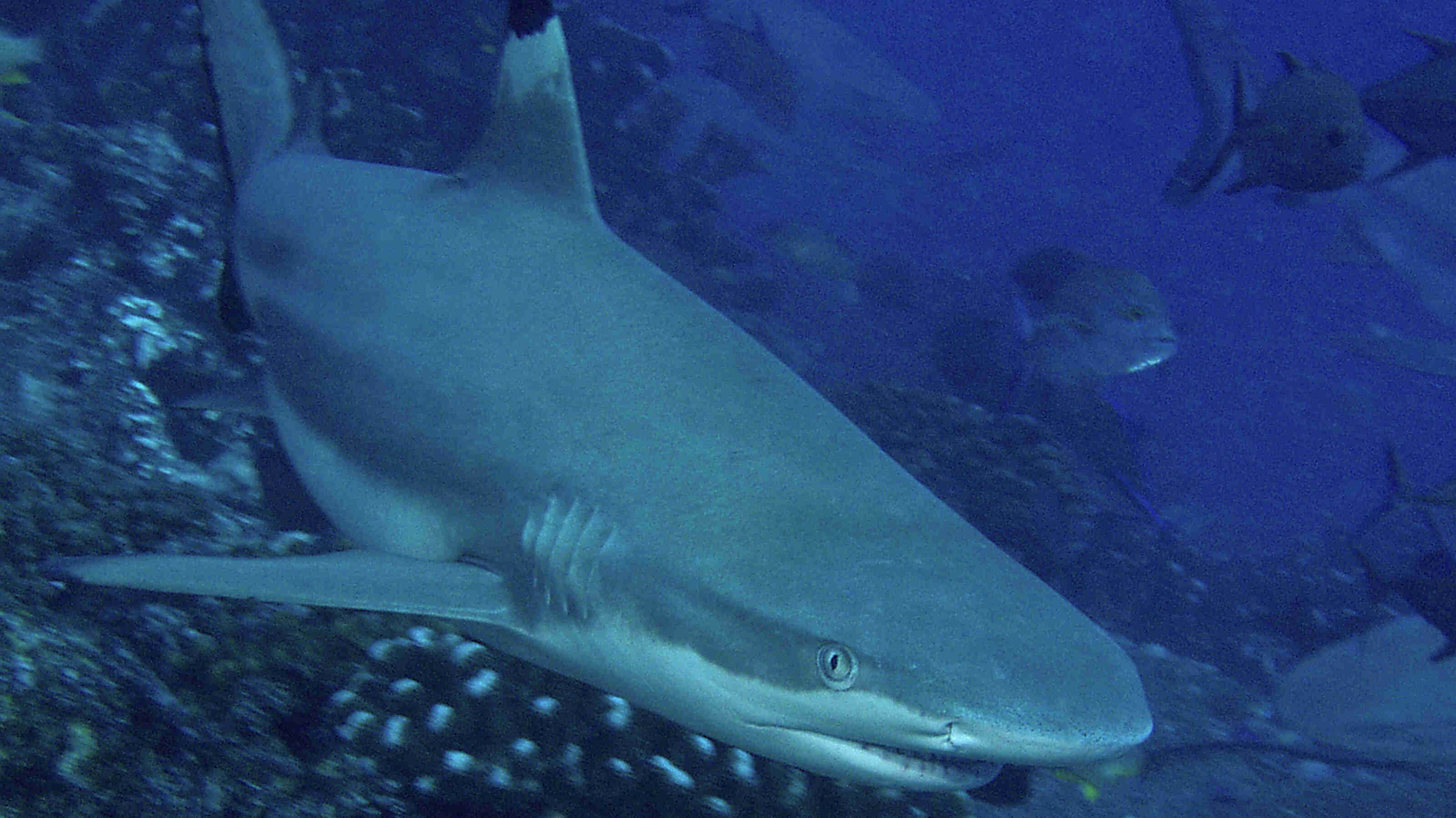 SAVE OUR SHARKS