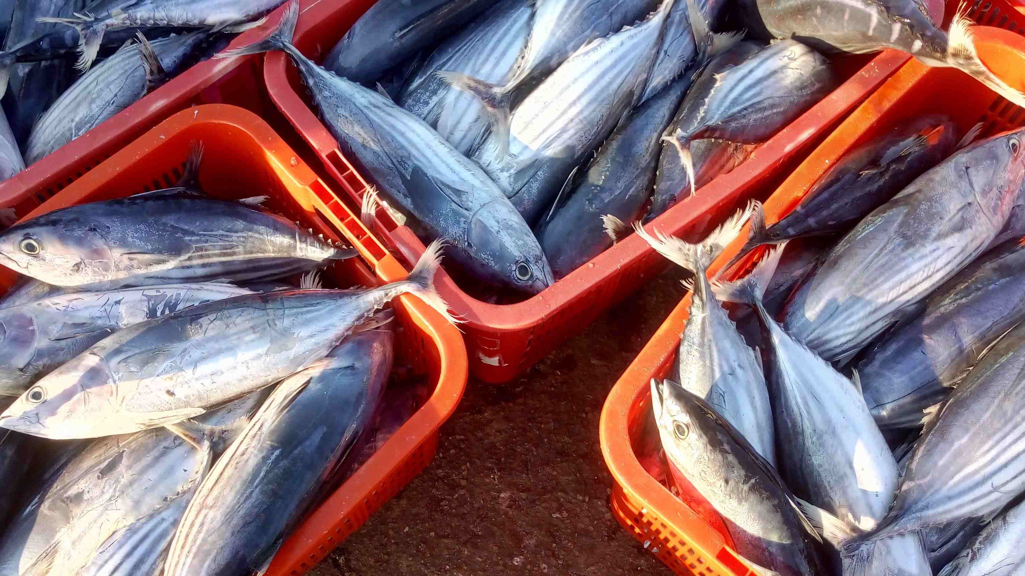 IKAN