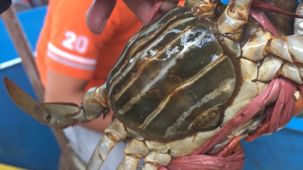 KEPITING BAKAU