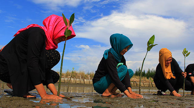 MANGROVE