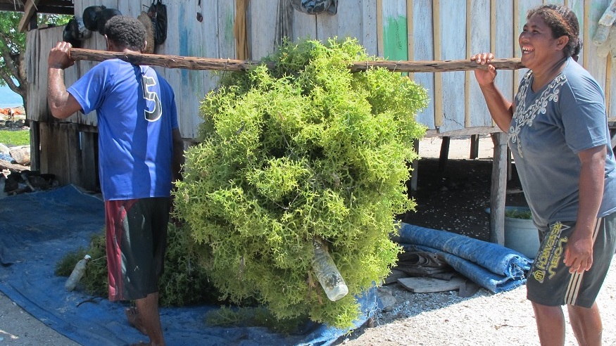 RUMPUT LAUT