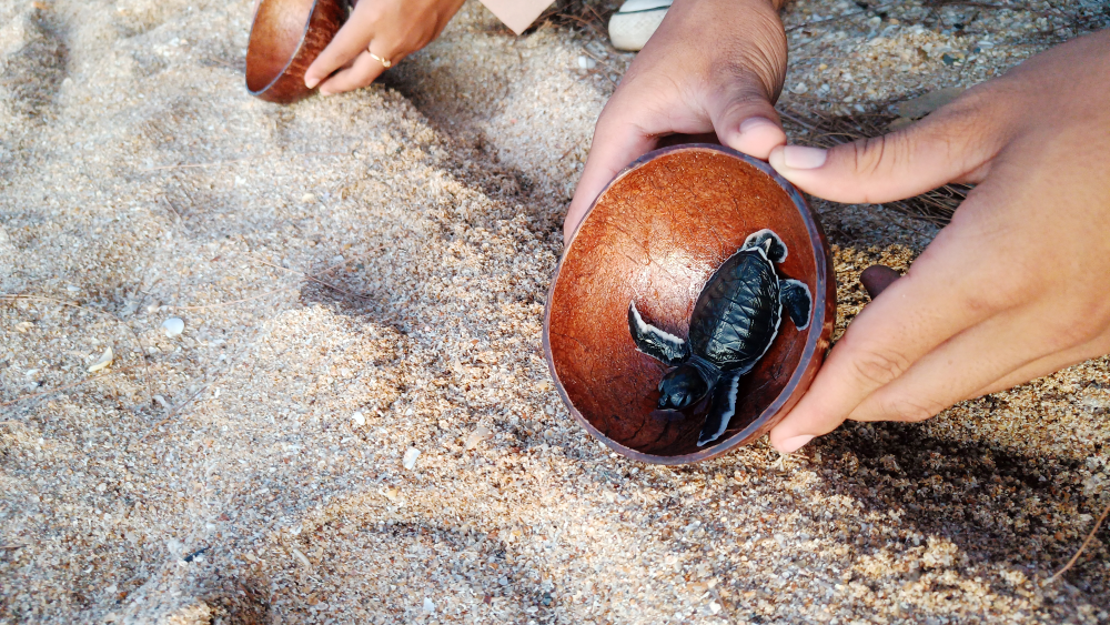 Pelepasan Tukik di Pantai Camar Wulan