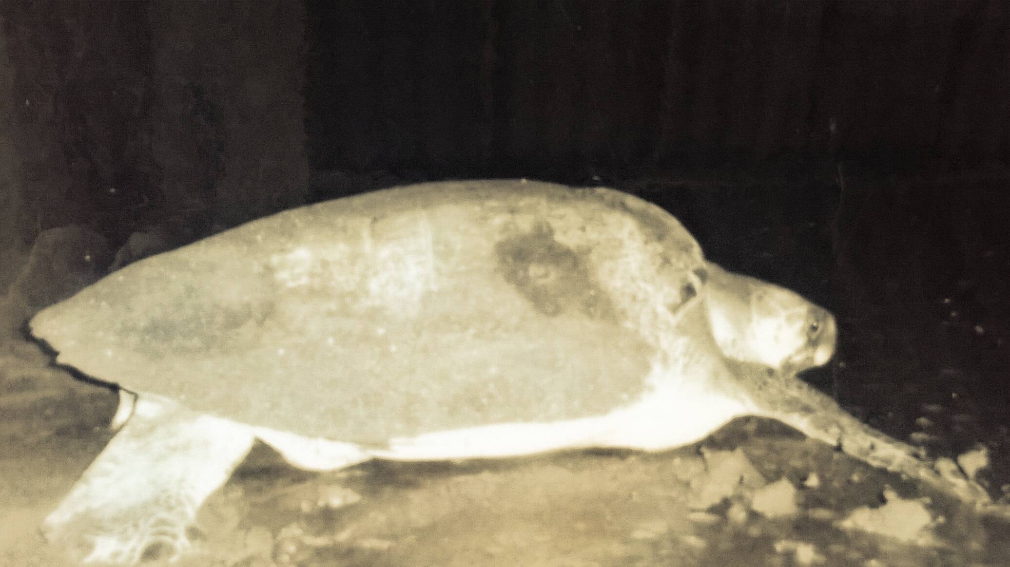 OLIVE RIDLEY TURTLE