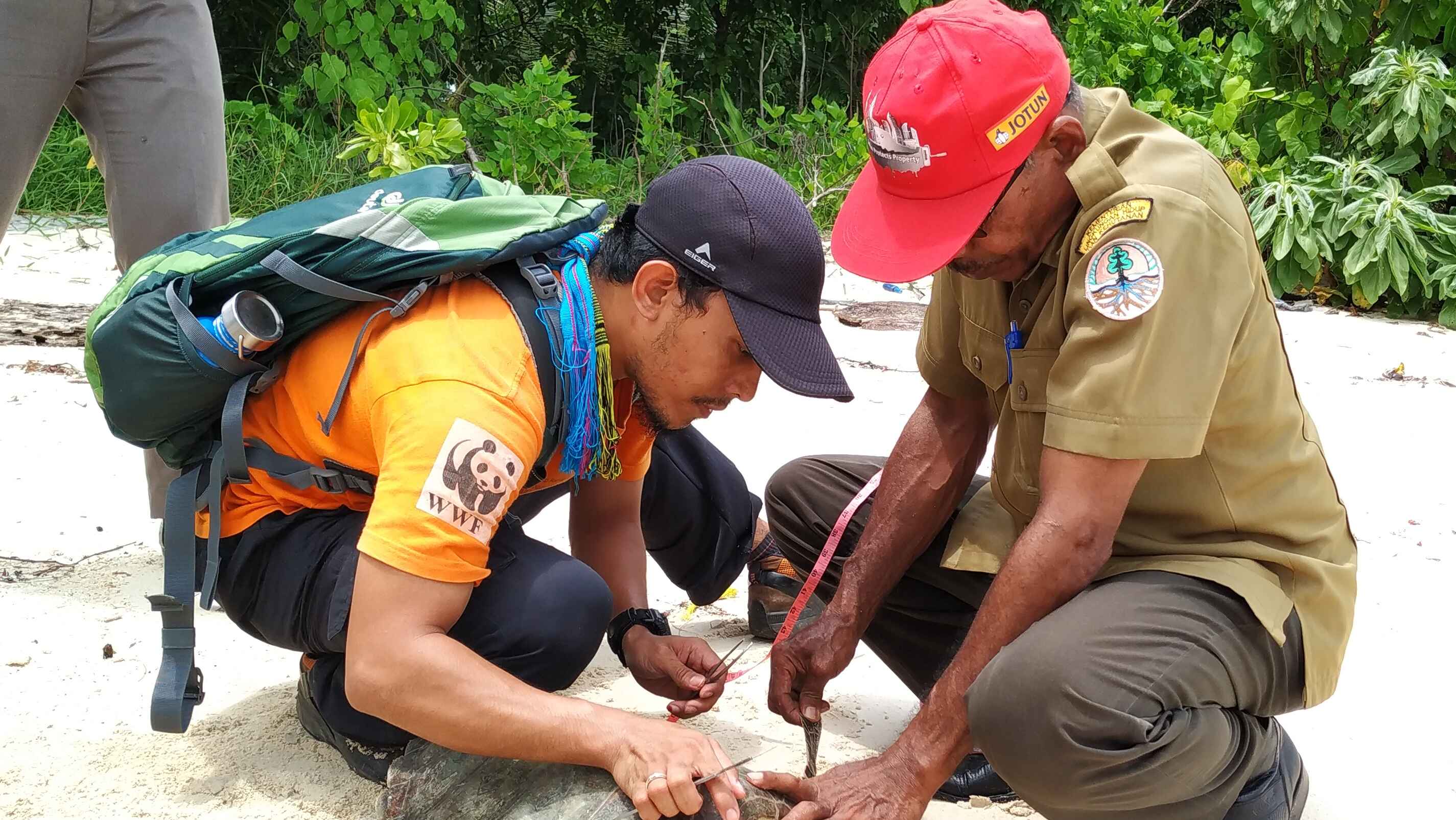 SEA TURTLE RELEASE IN KEI KECIL