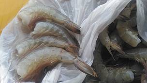 Shrimp in Mangrove Forest