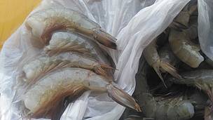 Udang Hasil Tangkapan di Hutan Mangrove