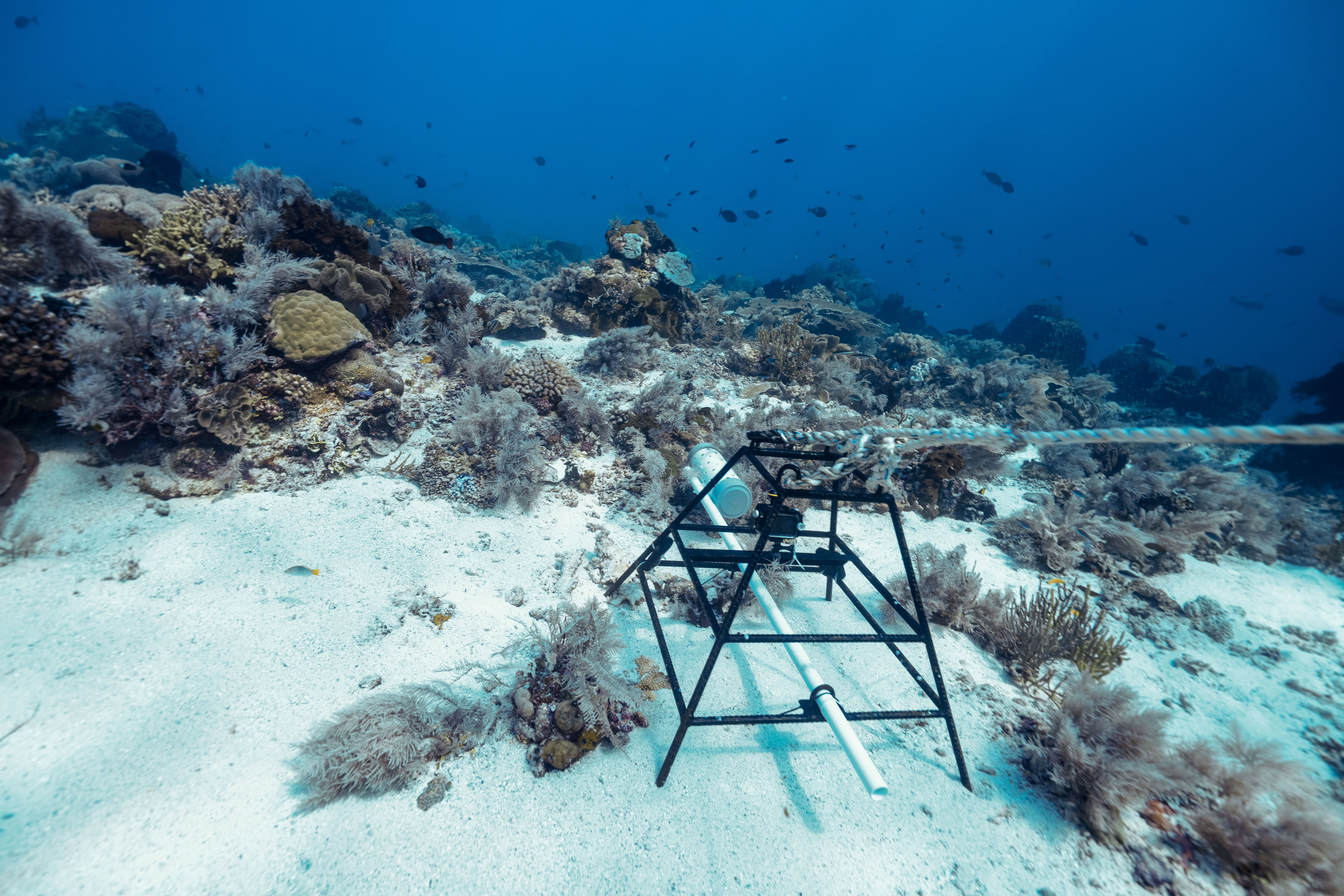 © WWF-Indonesia / Henoch Kindangen