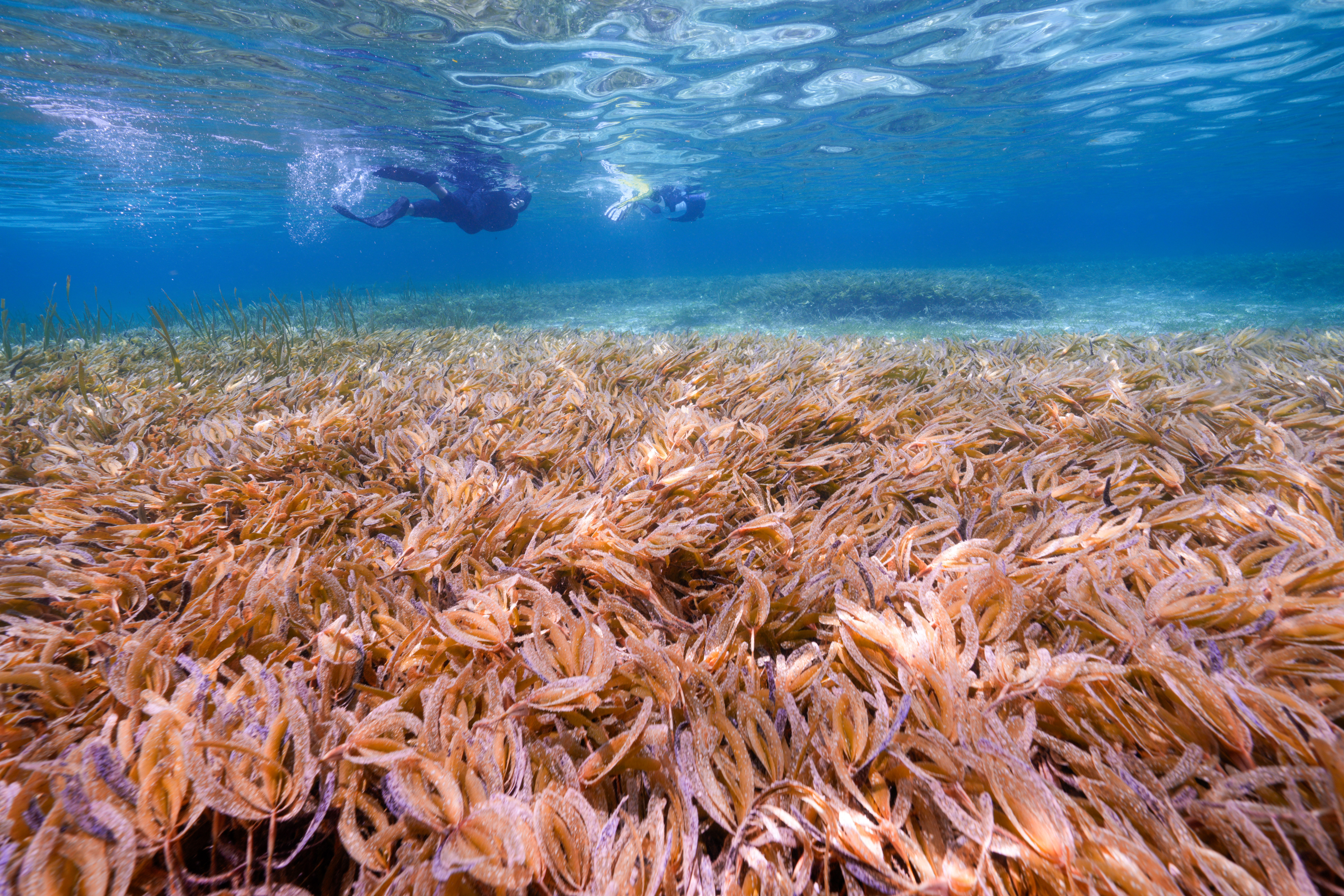 © WWF-Indonesia / Henoch Kindangen