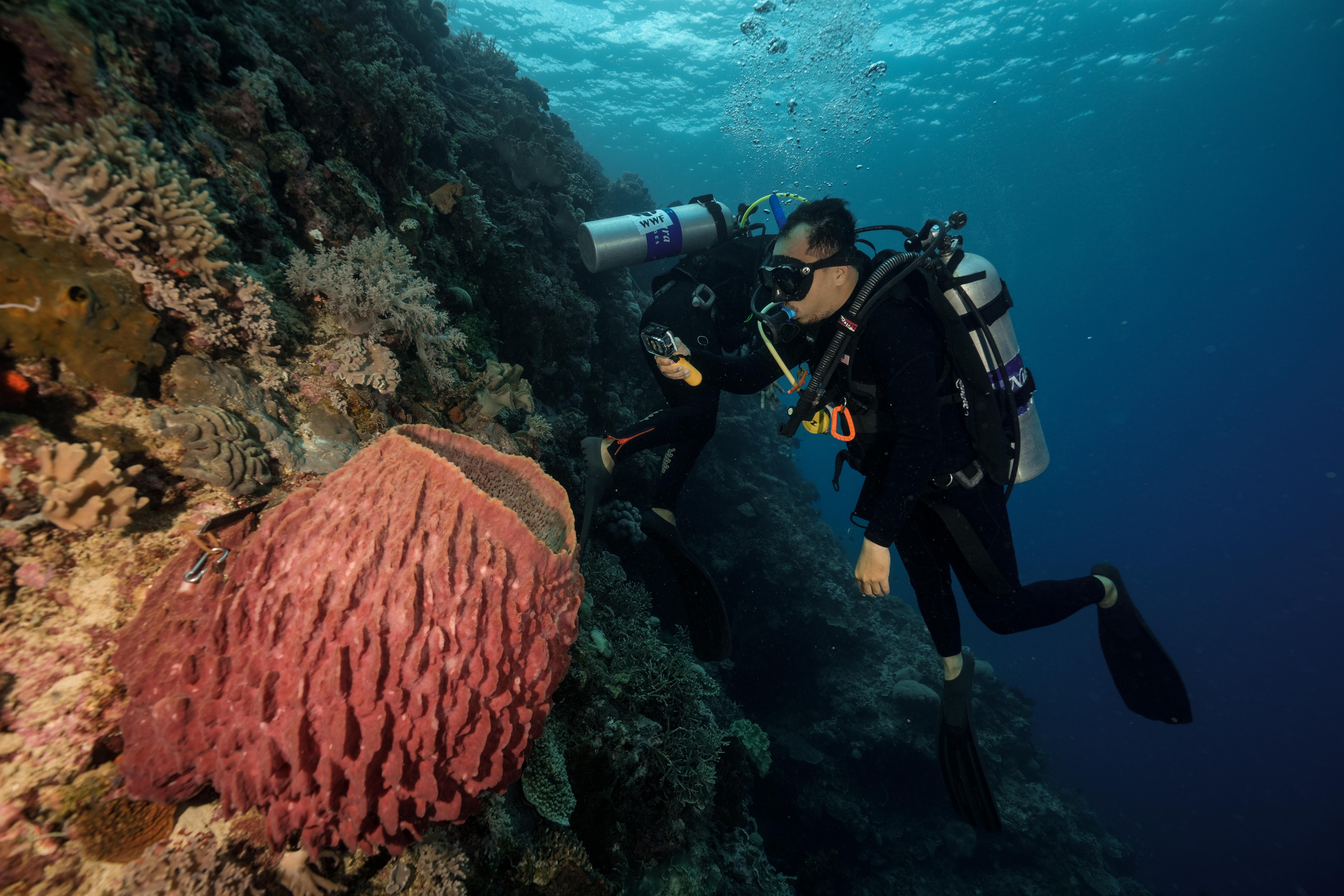 © WWF-Indonesia / Henoch Kindangen