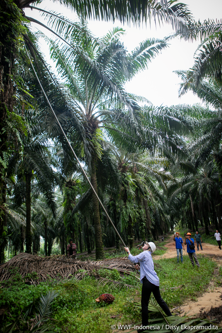 harvesting palm oil