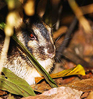 Sumatran Forest Rabbit