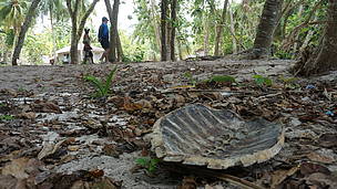 Tempurung penyu sisik
