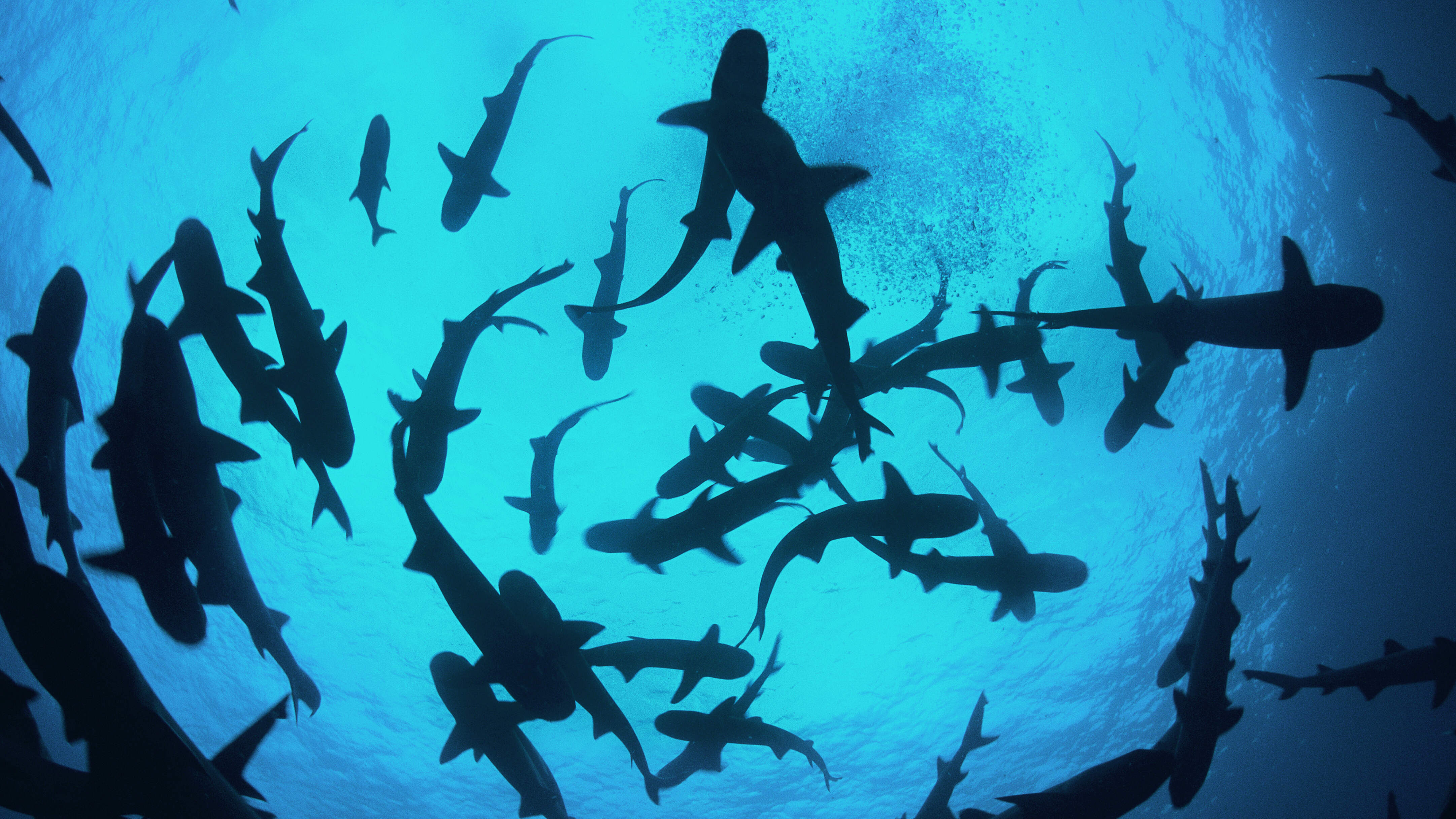 SHARKS