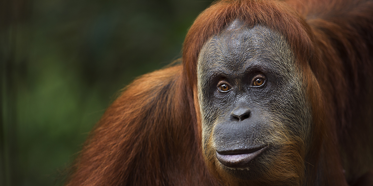 orangutan