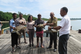 Sea Turtle, Marine Ecology