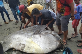 Mola-Mola, Muara Sungai Waehaong, Ambon