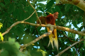 Burung Cenderawasih