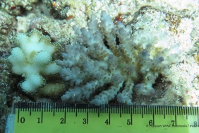Small Coral Naturally Attached to One of the Rock Piles