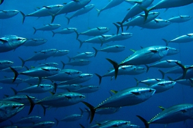 Group of giant tuna