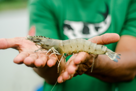 Udang Windu