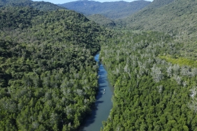 mangrove
