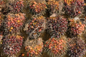 Palm Oil