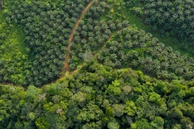 Pemandangan udara dari batas antara perkebunan kelapa sawit dan hutan. Mengunjungi perkebunan kelapa sawit yang luas di Kalimantan Tengah.