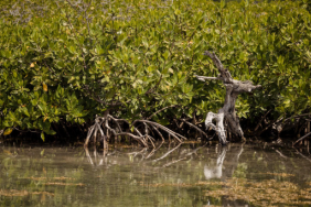 MANGROVE