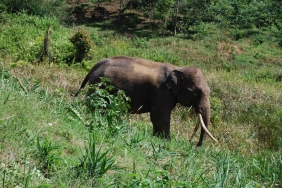 WWF-Indonesia / Elisabeth Purastuti