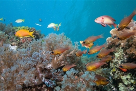 © Philipp Kanstinger / WWF