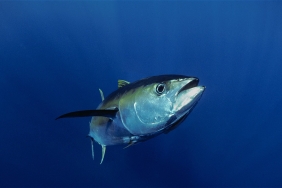 © naturepl.com / Jeff Rotman / WWF