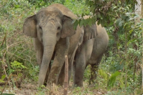 GAJAH KALIMANTAN