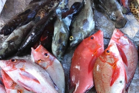 FISHERY IMPROVEMENT