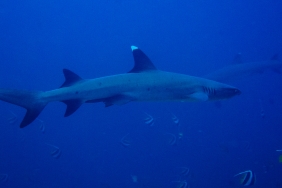 SHARKS 